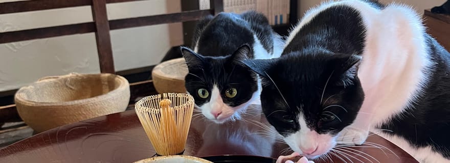 Kyoto : retraite cachée avec des chats et préparation de matcha (privé/partagé)