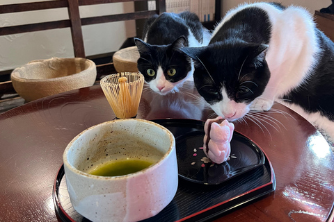 Kyoto:Ethical Cat Retreat & Matcha Whisking (Private/Shared) Private 90 min (1–6 guests) — Group price