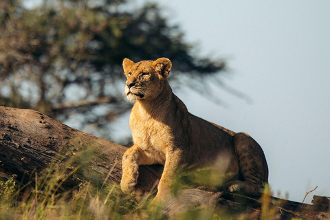 7 Days Comfortable Tanzania Safari