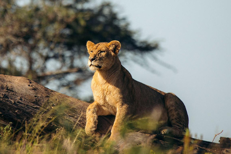 7 Days Comfortable Tanzania Safari