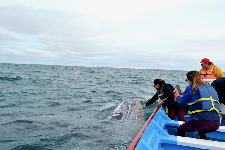 Grey Whale Watching at Mag Bay From Loreto