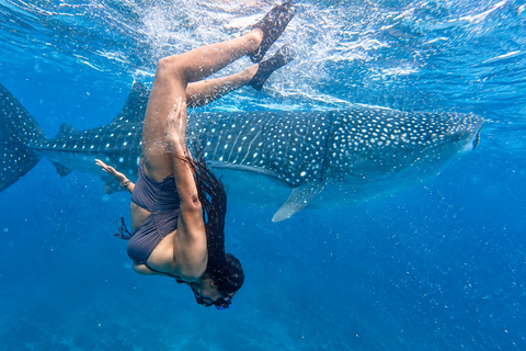 Cebu: Oslob Whale Shark Swimming Experience with Transfer