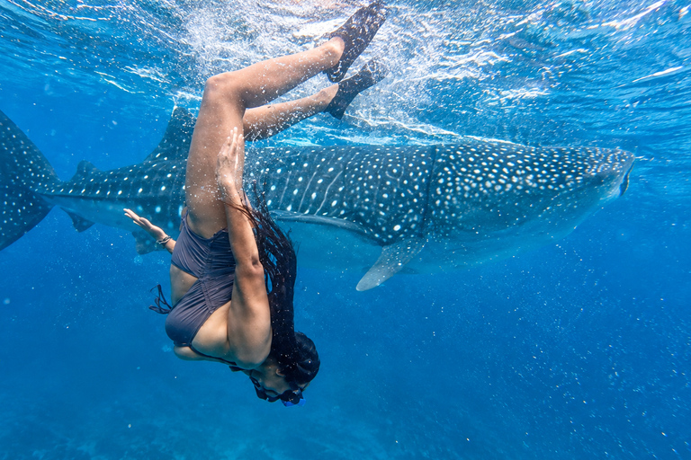 Cebu: Oslob Whale Shark Swimming Experience with Transfer