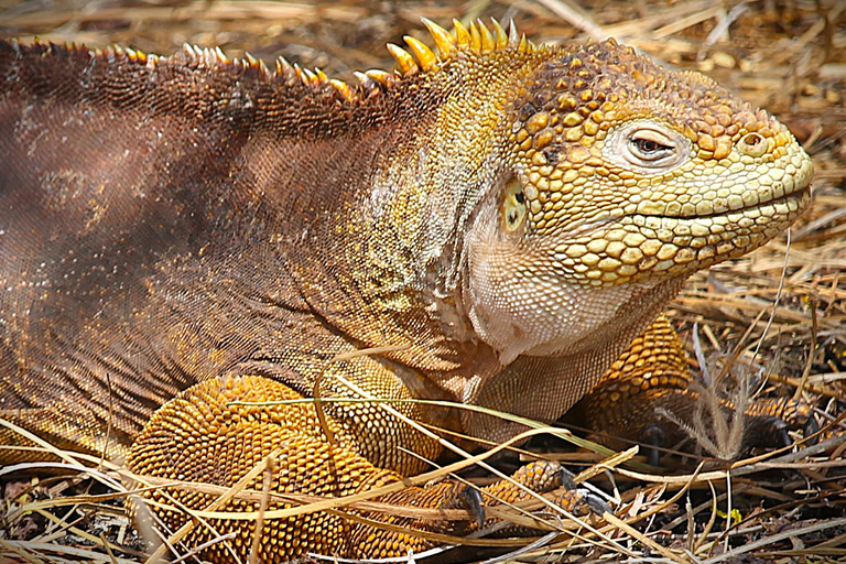GALÁPAGOS: Island hopping trip, including Quito 12 days GALÁPAGOS: Island Hopping Tour, including Quito 12 days