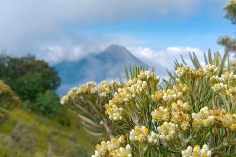 Mount Merbabu Sunrise with Transport, Ticket All InclusiveFrom Borobudur: Merbabu Sunrise All Inclusive