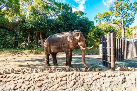 Von Delhi aus: Taj Mahal Sunrise Tour mit Elephant SOS