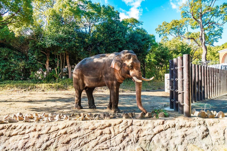 Vanuit Delhi: Taj Mahal Zonsopgang Tour met Olifant SOS