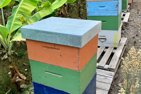 La Ortava : Visite guidée d'une bananeraie écologique