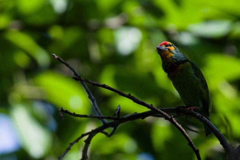 Bentota/Beruwala: Galle Fort, Koggala Lake & Kayaking Tour