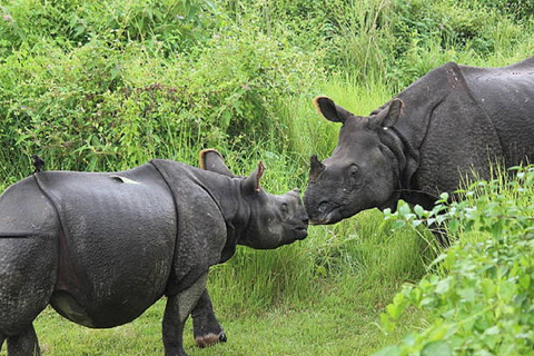 Merveilles de la vie sauvage : visite de 4 jours du parc national de Chitwan