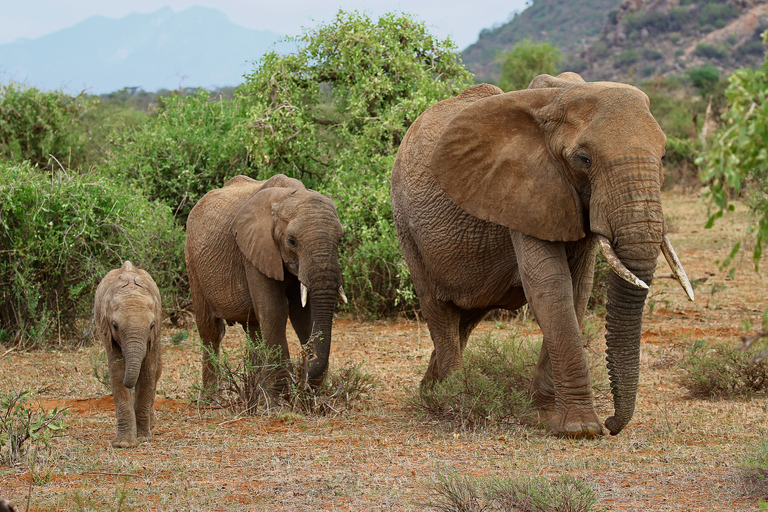 Nairobi, Elephant Orphanage &amp; Giraffe CentreNairobi: National Park, Elephant Orphanage &amp; Giraffe Centre