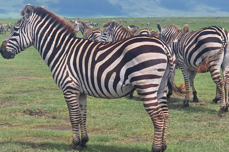 Tanzania: 4-Day Luxury Safari Tour with Accommodation