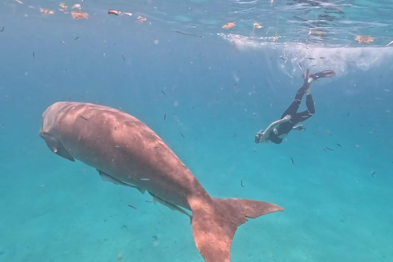 Coron: Dugong and Sea Turtle Watching with Lunch