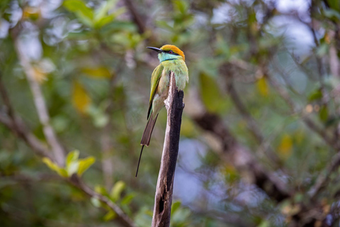Sigiriya: Private Wilpattu National Park Safari Day Tour