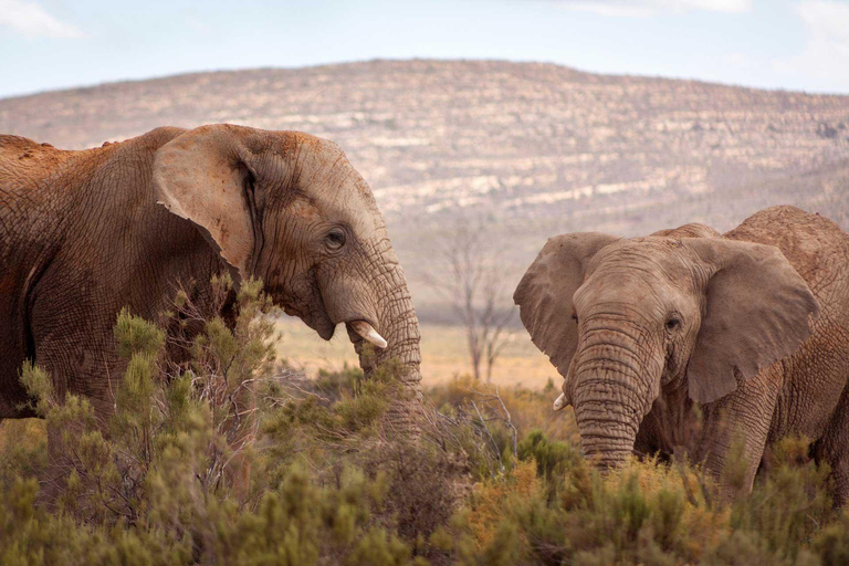 Kaapstad: privé safari in het Aquila reservaat met lunch in een wijnmakerij