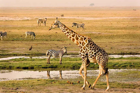 Livingstone: Full-Day Chobe Safari, Boat Cruise & Game Drive