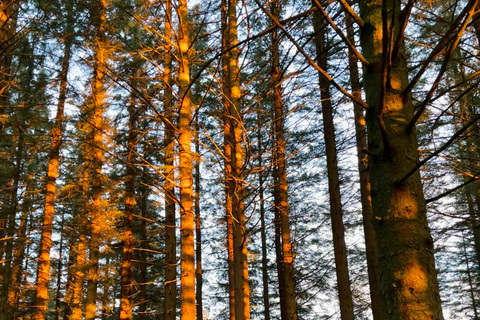 Bergen: Guided Nature Walk with Optional Floating Sauna Espanol