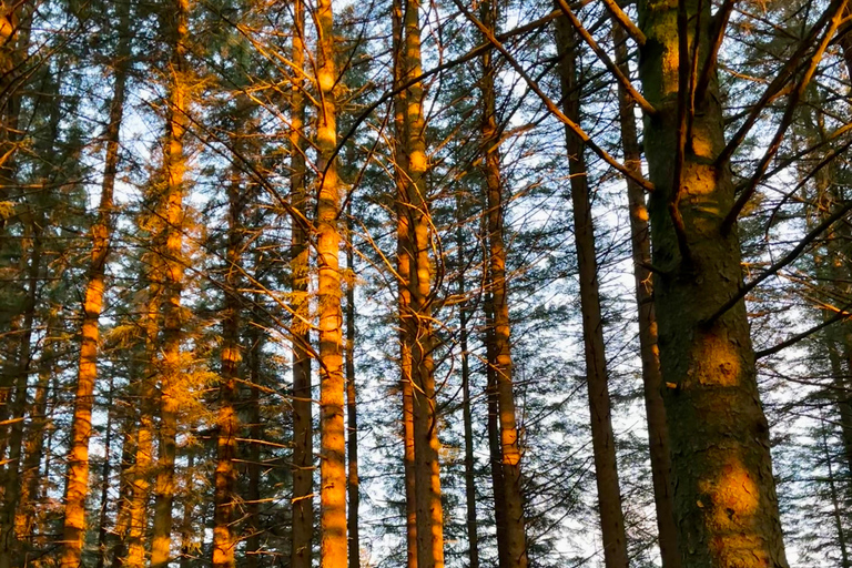 Bergen: Guided Nature Walk with Optional Floating Sauna Espanol