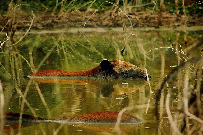 Bacalar: Calakmul Ruins Day Trip with a Stop In The Jungle