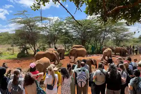 Nairobi; David Sheldrick Elephant Trust Half Day Tour