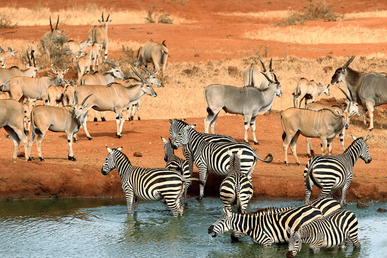 Nairobi: Tsavo East, Tsavo West, and Diani Beach Safari