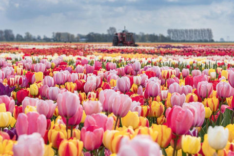 Rotterdam: Tour privado Tulipanes, Keukenhof, Molino y Queso