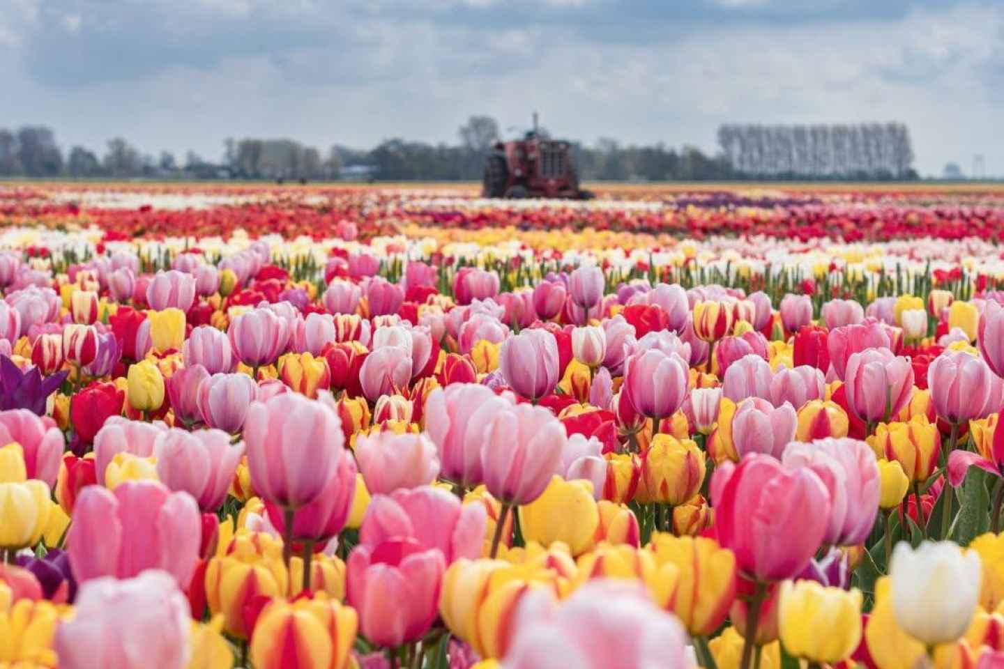 Rotterdam: Private Sightseeing Tour Keukenhof & Tulip fields