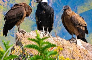 Von Arequipa: Geführte Tour durch den Colca Canyon mit Mahlzeiten