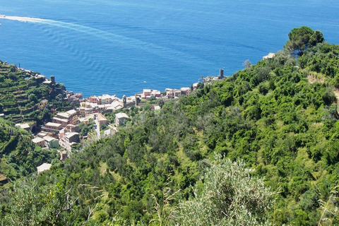 Vernazza: Olive Grove Tour and 5 Terre Olive Oil and Wine Tasting Vernazza (5 Terre): olive grove tour and oil and wine tasting