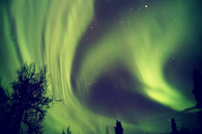 Luleå: Reindeer Sled Ride and Northern Lights Tour