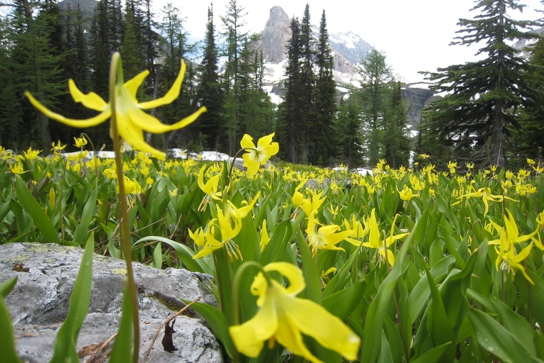 Tunnel Mountain Trail: Nature Tour with Audio Guide