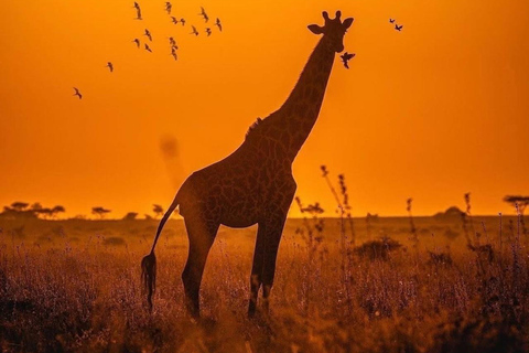Ngorongoro Crater Day Trip with Picnic Lunch