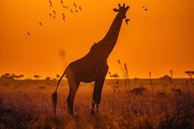 Ngorongoro Crater Day Trip with Picnic Lunch