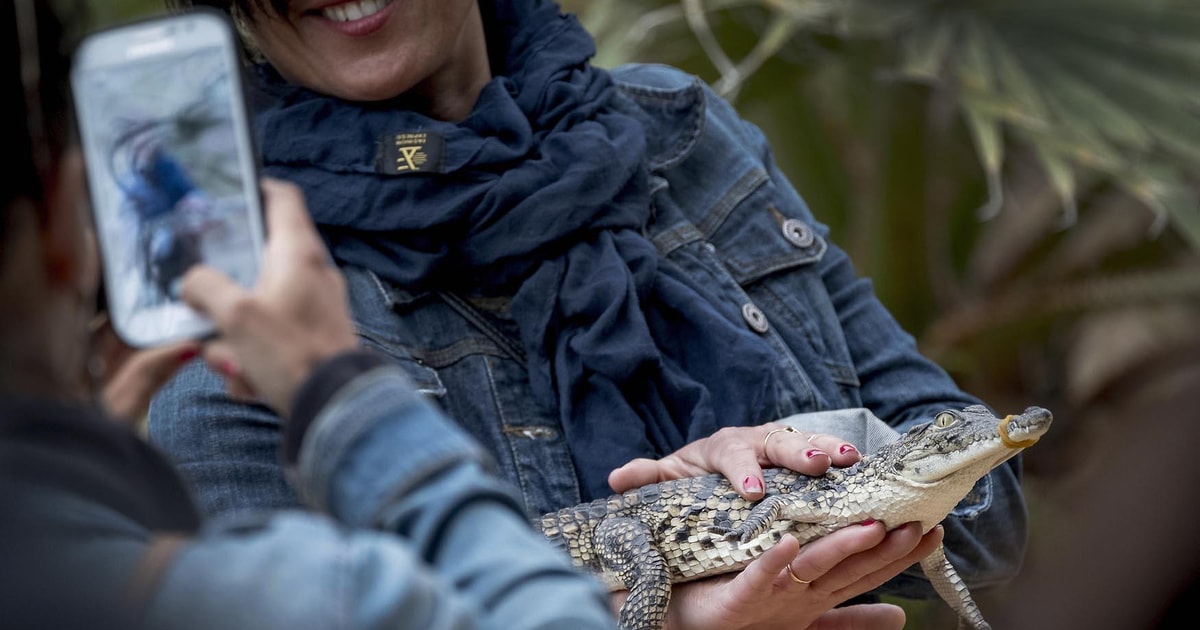 Djerba: Visit Djerba Explore & Crocodile Park with Pick-up | GetYourGuide