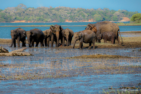 Dambulla: Sigiriya Day Tour With Kaudulla Elephant Safari