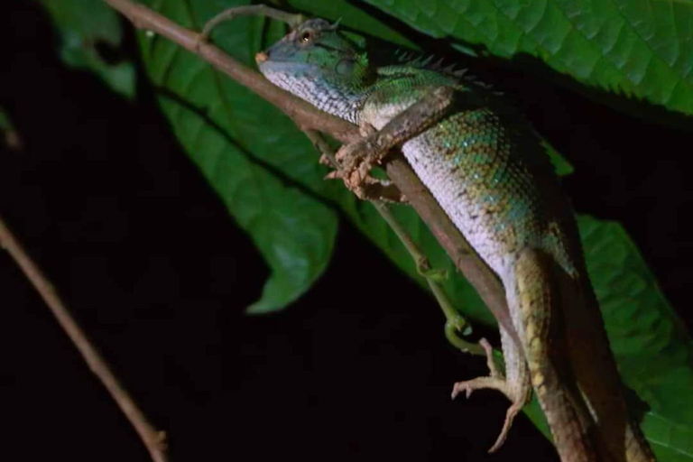 Khao Sok: Día de senderismo privado, cena en la selva y safari nocturno