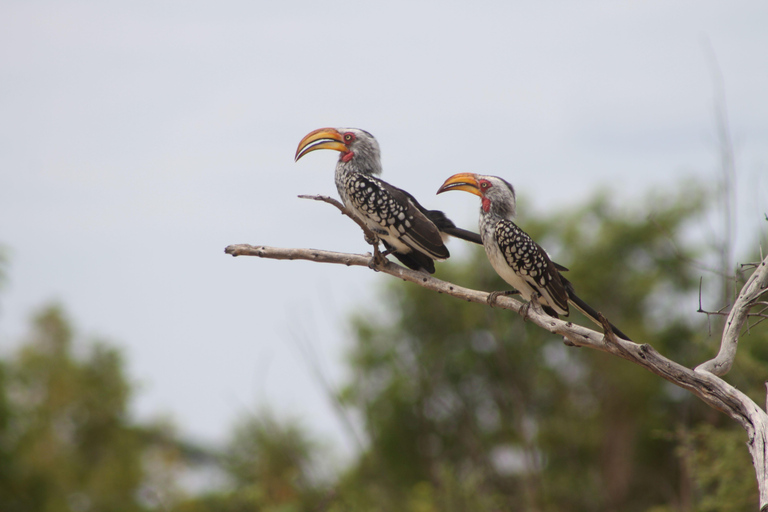 Victoria Falls: Safari game drive tour 3 hours