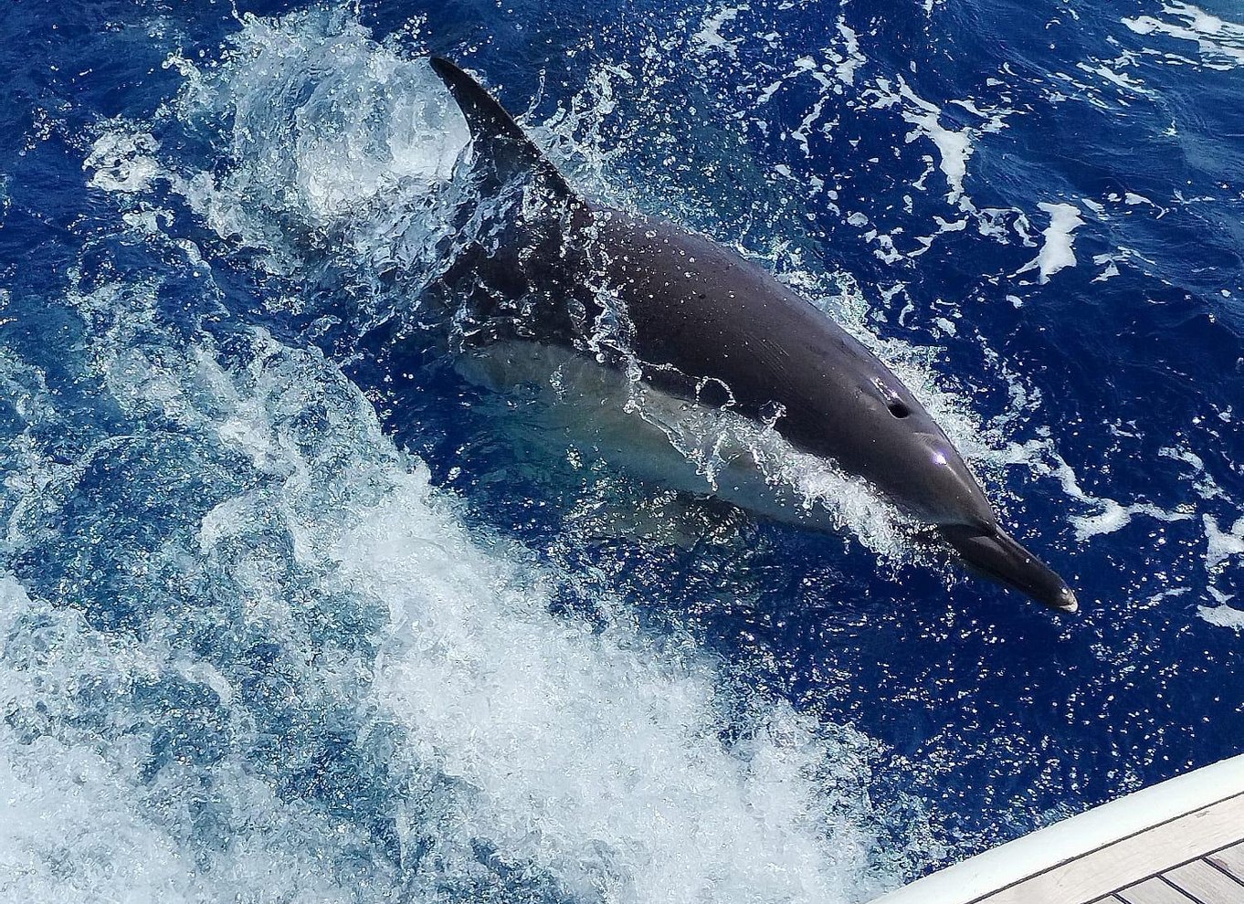 Marbella: Sejltur i små grupper og delfinsafari med drikkevarer