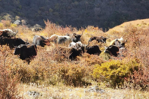 Trekking di 5 giorni sul Gosaikunda: un viaggio verso i laghi sacri