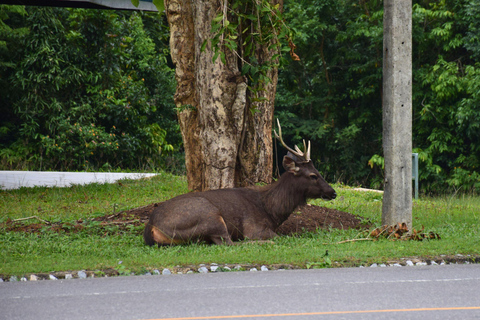 البرية: جولة مشي لمسافات طويلة ومشاهدة النجوم في خاو ياي لمدة يومينجولة المجموعات الصغيرة