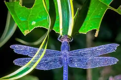 Night tour in the Tortuguero National Park