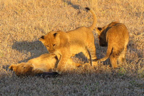 Victoria Falls & Chobe: 3-Day Safari with Cruise & Meals