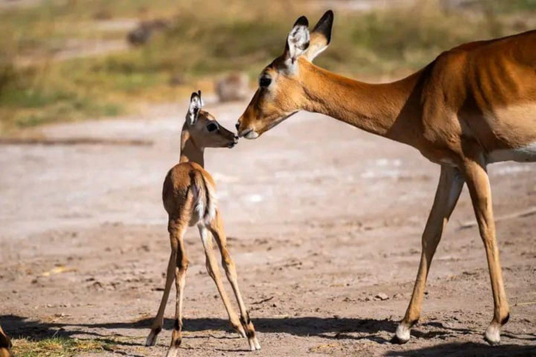 Nairobi: 3-Day honeymoon safari to Amboseli National Park Overnight Private to Amboseli National Park