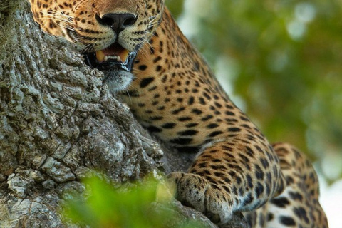 From Bentota: All Inclusive Yala National Park Jeep Safari Mirissa/Weligama/Matara/Tangalle: Yala Leopard Safari