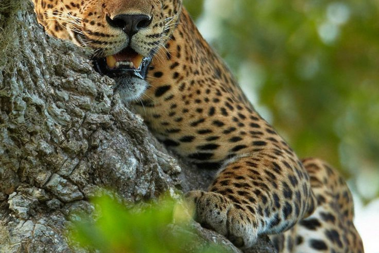 From Bentota: All Inclusive Yala National Park Jeep Safari Mirissa/Weligama/Matara/Tangalle: Yala Leopard Safari