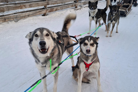 Rovaniemi: Self-drive Husky ride with a Reindeer Farm visit Rovaniemi: Self-drive Husky sleigh ride to a Reindeer Farm