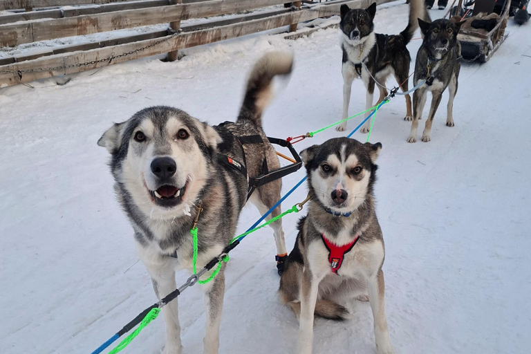 Rovaniemi: Self-drive Husky ride with a Reindeer Farm visit Rovaniemi: Self-drive Husky sleigh ride to a Reindeer Farm