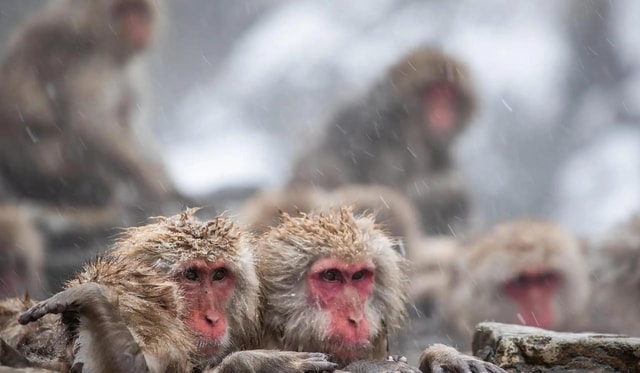 Tokyo: Snow Monkey and Nagano One-Day Private Tour