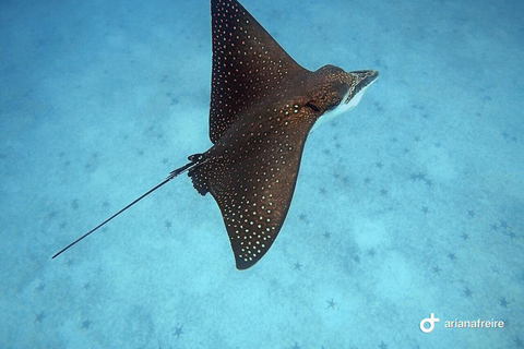 Española Island Day Trip with Snorkeling