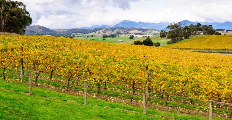 Yarra Valley Full Day Gourmet Tour with Lunch
